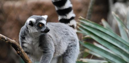 Ring Tailed Lemur