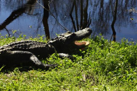 Wild Alligators