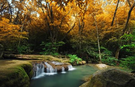 River and Forest