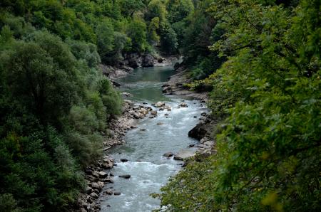 River Between Green Leaf Trees at Daytime