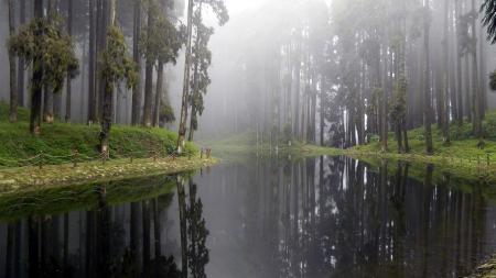 River Between Trees and Grass