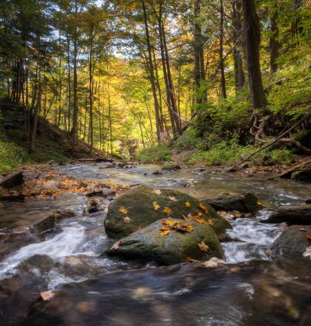 River in Forest during Daytime