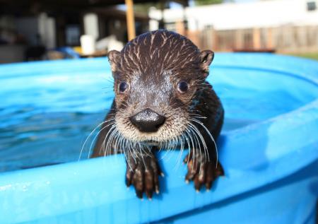 River Otter