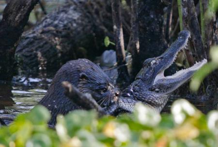 River Otter