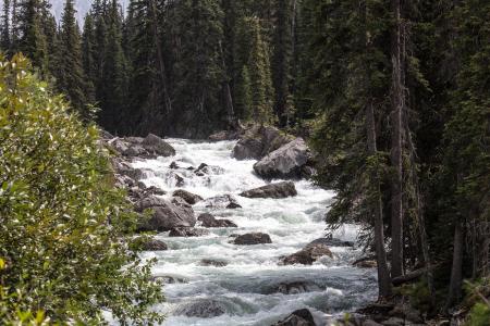 River Stream Inbetween Green Trees