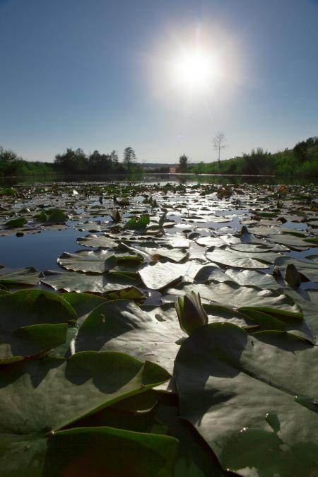 Riverscape