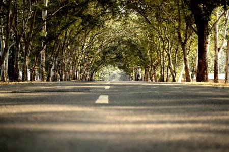 Road in Between Trees