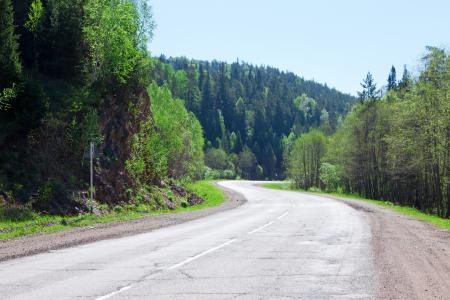 Road in forest