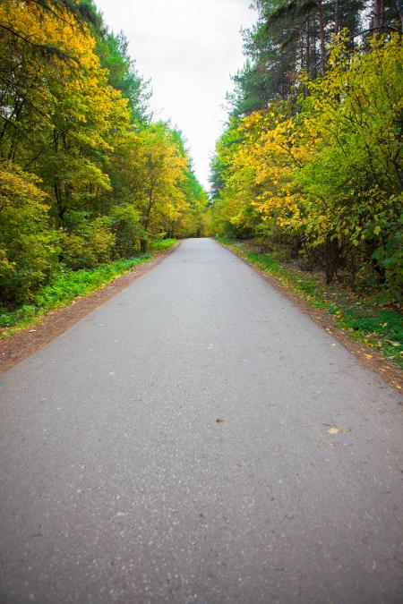 road in the forest