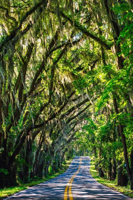 Road Passing Through Forest