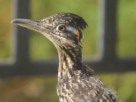 Wild Roadrunner