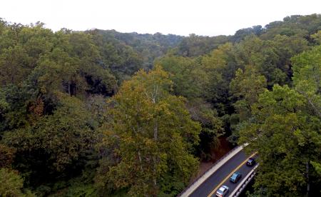 Road Through the Trees