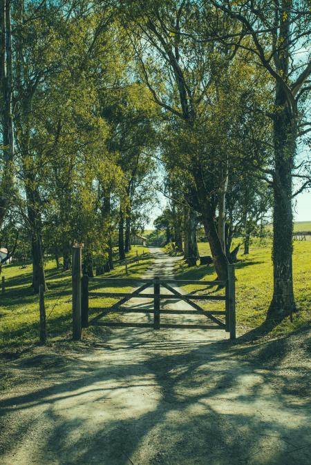 Road With Fence in Between of Green Trees