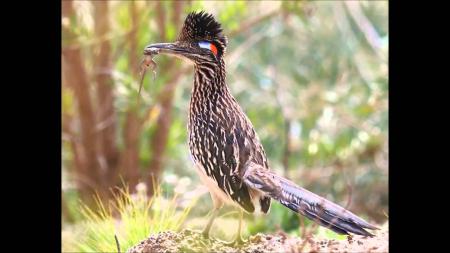 Roadrunner Bird