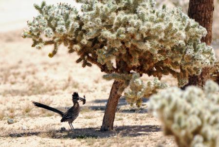 Roadrunner Bird