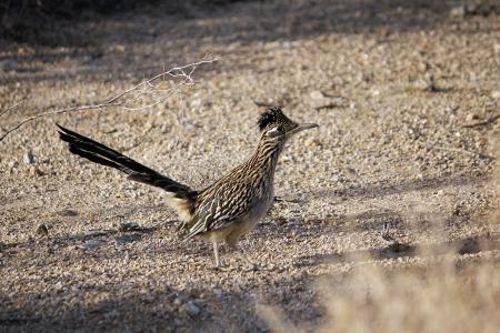 Roadrunner Bird