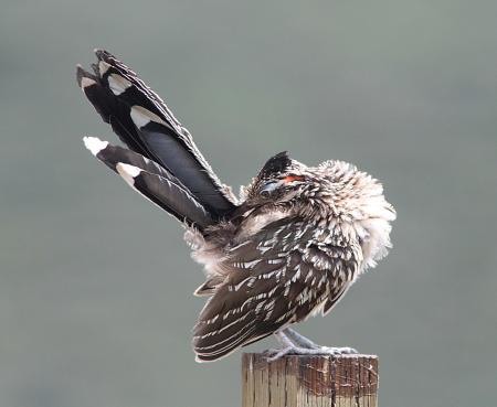 ROADRUNNER, GREATER (8-22-10) yard, west of patagonia, scc, az -06