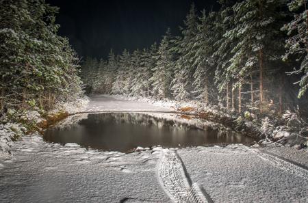 Roadway Filled by Snow Surrounded by Pine Trees Landscape Photography