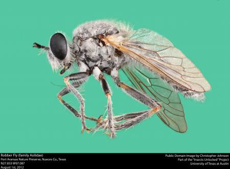 Robber Fly (family Asilidae)