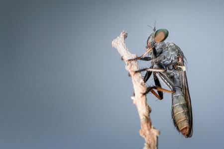 Robberfly