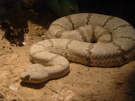 Rock Rattlesnake