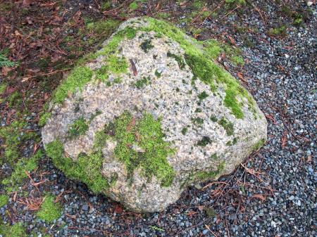 Rock with Mossy Growth 1