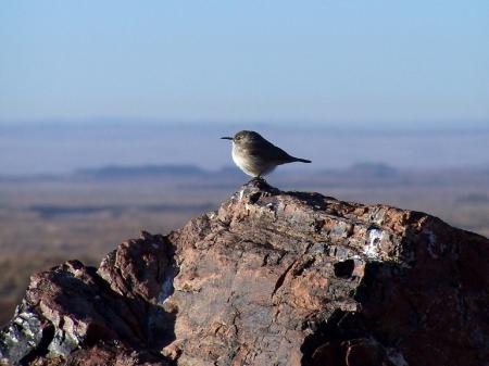 Rock Wren