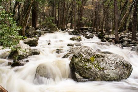 Rocks and Trees on Running Water