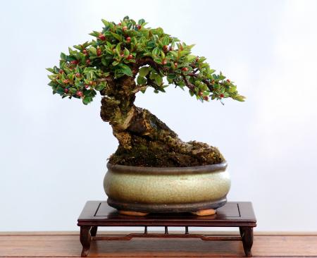 Rockspray bonsai tree