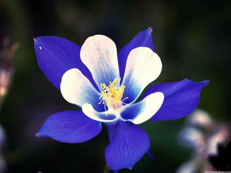 Rocky Mountain Columbine