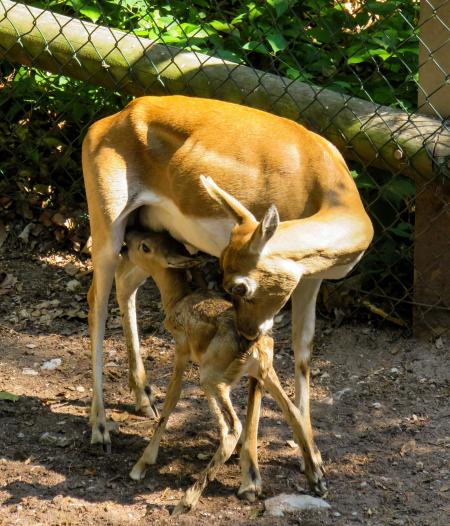 Roe Deer