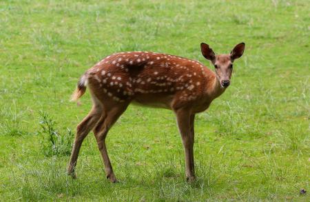 Roe Deer