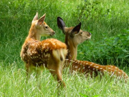 Roe Deer