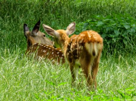 Roe Deer