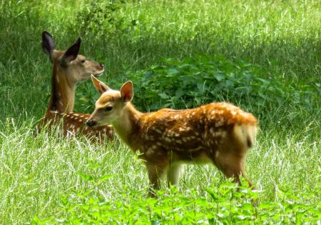 Roe Deer