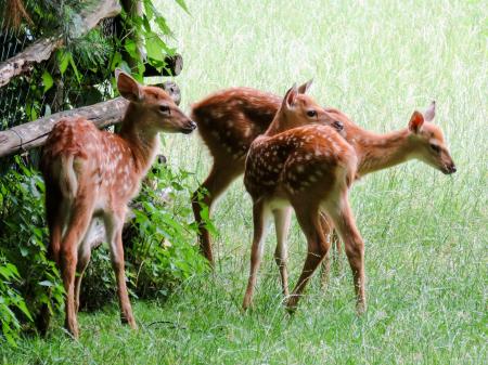 Roe Deer