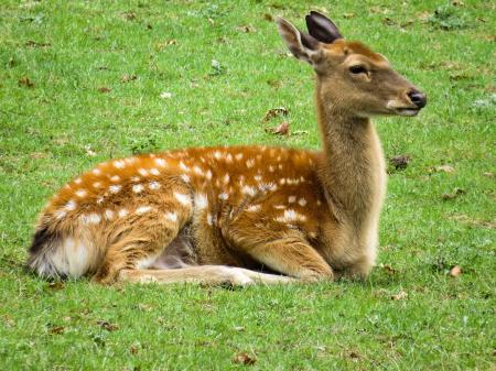 Roe Deer