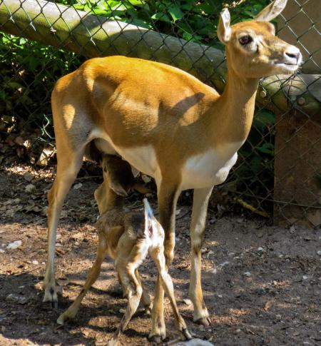 Roe Deer