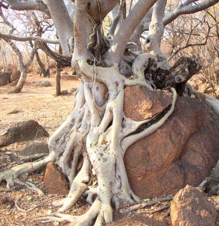 Roots of a Tree