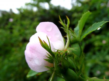 Rose bud