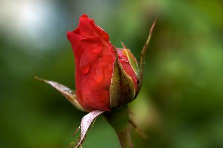 Rose Bud