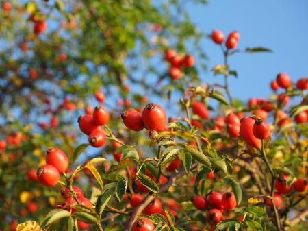 Rose Hip