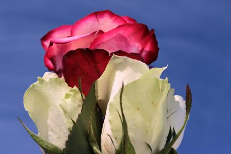 Rose in the Garden