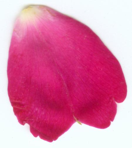 rose petal