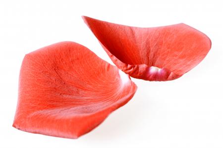 rose petals