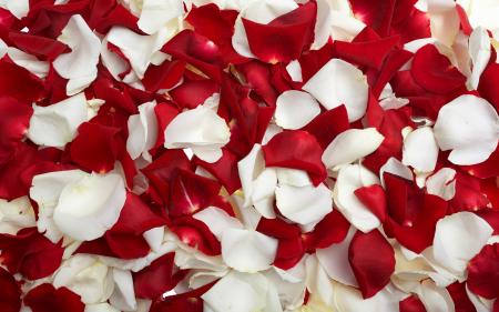 rose petals