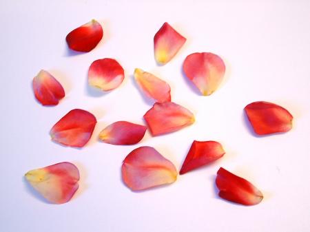rose petals