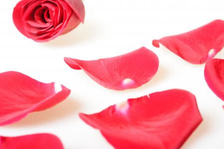 rose petals
