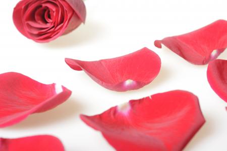 Rose petals