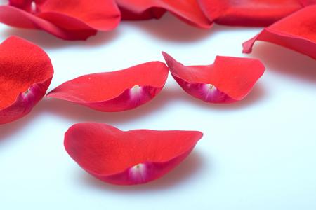 rose petals